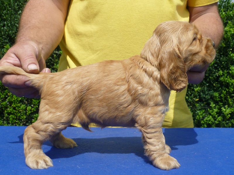 15.  Gino pod Ořechem-žlutá.JPG